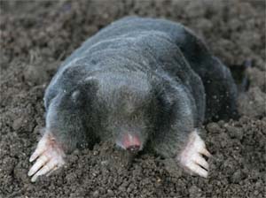A mole. Not mine.