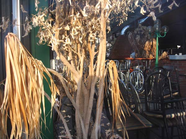 Some of the dead jungle inside.